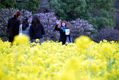 約30万本の菜の花畑が満開。陽光で、黄色く輝く。
春の花を楽しめる名所
(撮影:滝アヤ、3月12日、東京・港区)