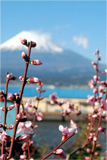 田子浦の果樹園では、桃の若木・白鳳(ほうおう)の
花が咲きはじめた。
富士山を背にした絶好のスポットである。
(撮影:滝アヤ、3月21日、静岡・吉原市)