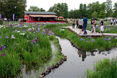 今年は開花が遅れたことから、
6月下旬でも、花しょうぶの見ごろだ。
アジサイも、はすの花も楽しめる
(撮影:穂高健一、6月20日、東京・葛飾)