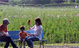 6月半ばから1か月間が、ゆりの大輪の競演になる。
一足先に訪ねるのも、趣がある。
(撮影:穂高健一、6月9日、埼玉)  